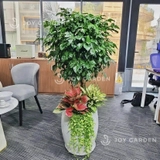 Set Hạnh phúc Sung túc