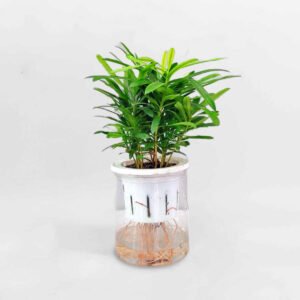 Cây tùng la hán thủy sinh