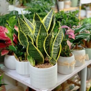 Cây lưỡi hổ viền vàng để bàn size to