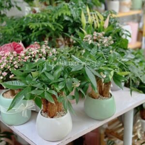 Cây Kim Ngân mini để bàn