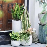 [Combo Ban công] Trong Lành