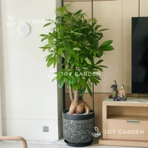 Kim ngân Phúc Lộc Thọ [Chậu Composite]