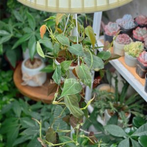 Giỏ trầu pháp treo dòng mới