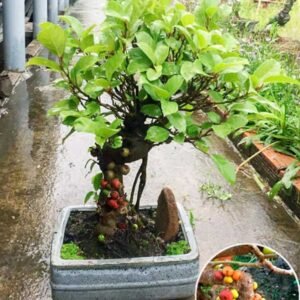Chậu Sung Bonsai