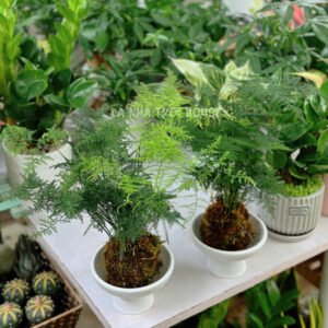 Cây thủy tùng Kokedama
