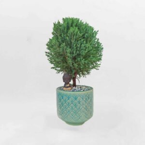 Cây tùng bồng lai tiểu cảnh chậu sứ thổ cẩm