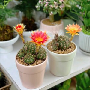 Chậu hoa xương rồng Lobi